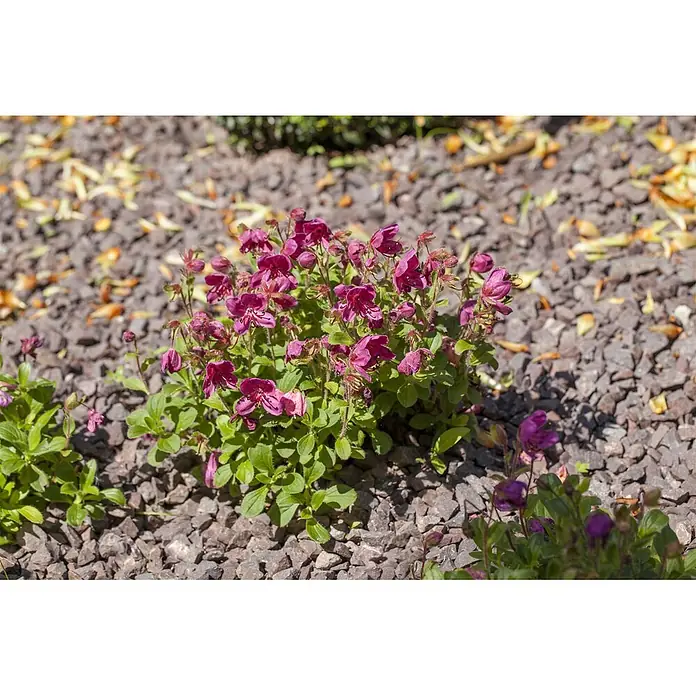 Pflanzen für dich Zwergrhododendron 20-25 cm - Rhododendron camtschaticum, Rosa - Buschige Pflanze mit zahlreichen leuchtend rosa Blüten und grünen Blättern in dunklem Kies mit Herbstlaub.