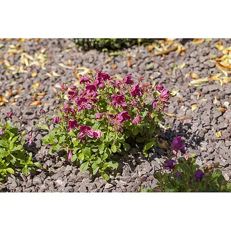 Pflanzen für dich  Zwergrhododendron 20-25 cm