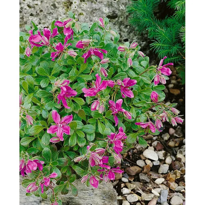 Pflanzen für dich Zwergrhododendron 20-25 cm - Rhododendron camtschaticum, Rosa - Kompakte Pflanze mit leuchtend pinken sternförmigen Blüten und behaarten grünen Blättern im Garten.