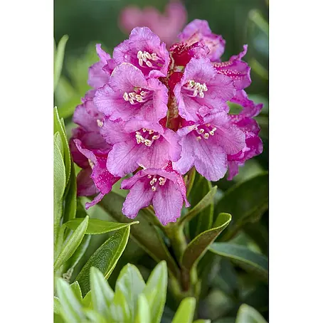 Pflanzen für dich  Rhododendron 12-15 cm