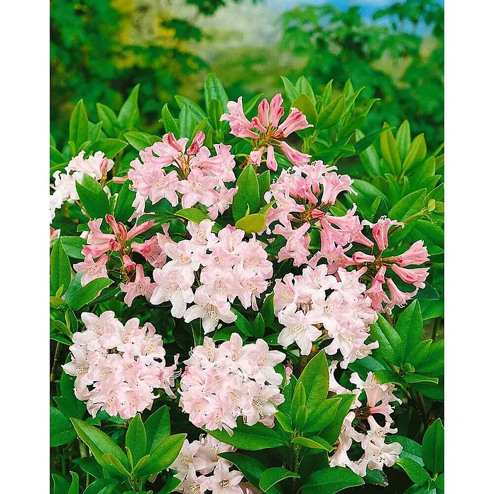 Pflanzen für dich Rhododendron 12-15 cm - Rhododendron ferrugineum, Blütenfarbe: Rosa - Nahaufnahme eines blühenden Rhododendrons mit zarten rosa Blüten und leuchtend grünen Blättern.