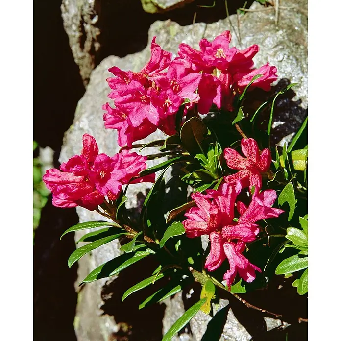 Pflanzen für dich Rhododendron 12-15 cm - Rhododendron ferrugineum, Blütenfarbe: Rosa - Leuchtend rosa Bergblumen mit grünen Blättern, blühend zwischen grauen Felsen.