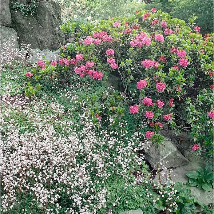 Pflanzen für dich Rhododendron 12-15 cm - Rhododendron ferrugineum, Blütenfarbe: Rosa - Eine lebendige Gartenlandschaft mit großen rosa Rhododendronbüschen, blühenden weißen Bodendeckern und grauen Felsen.