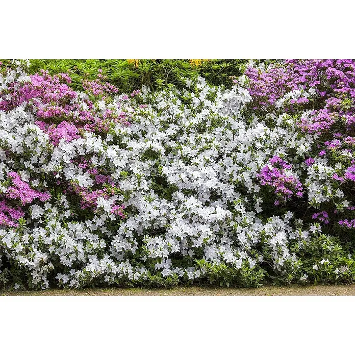 Pflanzen für dich Rhododendron 30-40 cm - Rhododendron mucronatum, Blütenfarbe: Weiß - Ein lebendiger Busch voller weißer und rosa Blüten mit grünen Blättern.