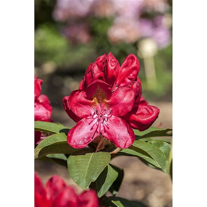 Pflanzen für dich Großblumiger Rhododendron 40-50 cm - Rhododendron Hybr. 'Junifeuer', Rot - Lebhaft rote Rhododendronblüte mit gelb-orange gesprenkelter Mitte und sichtbaren Staubgefäßen, umgeben von grünen Blättern.