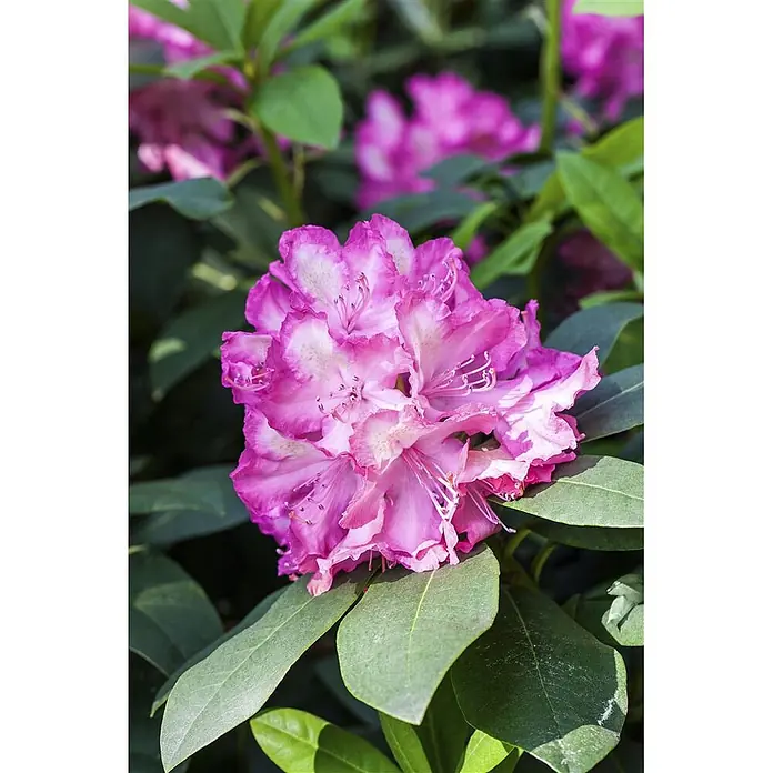 Pflanzen für dich Großblumiger Rhododendron 40-50 cm - Rhododendron Hybr. 'Junifeuer', Rot - Lebhaft pinke Rhododendronblüten mit weißen Zentren inmitten von üppigem Grün.