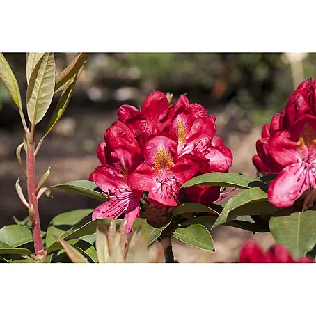 Pflanzen für dich  Großblumiger Rhododendron 40-50 cm