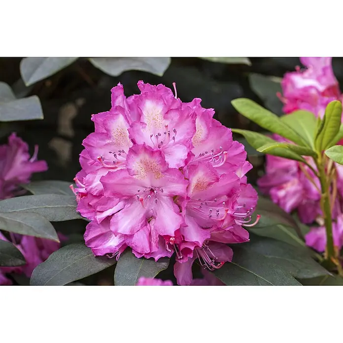 Pflanzen für dich Großblumiger Rhododendron 40-50 cm - Rhododendron Hybr. 'Junifeuer', Rot - Ein Bündel leuchtend pinker Rhododendronblüten mit hellen Zentren und gesprenkelten Mustern, umgeben von dunkelgrünen Blättern.