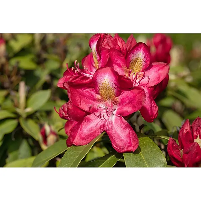 Pflanzen für dich Großblumiger Rhododendron 40-50 cm - Rhododendron Hybr. 'Junifeuer', Rot - Nahaufnahme leuchtend pink/roter Blüten mit weiß-gelb gesprenkelten Zentren.