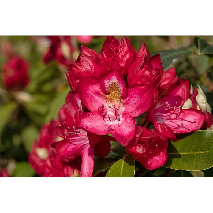 Pflanzen für dich Großblumiger Rhododendron 40-50 cm - Rhododendron Hybr. 'Junifeuer', Rot - Gruppe leuchtend roter Blüten mit gelb gefleckten Zentren und deutlichen Staubblättern.