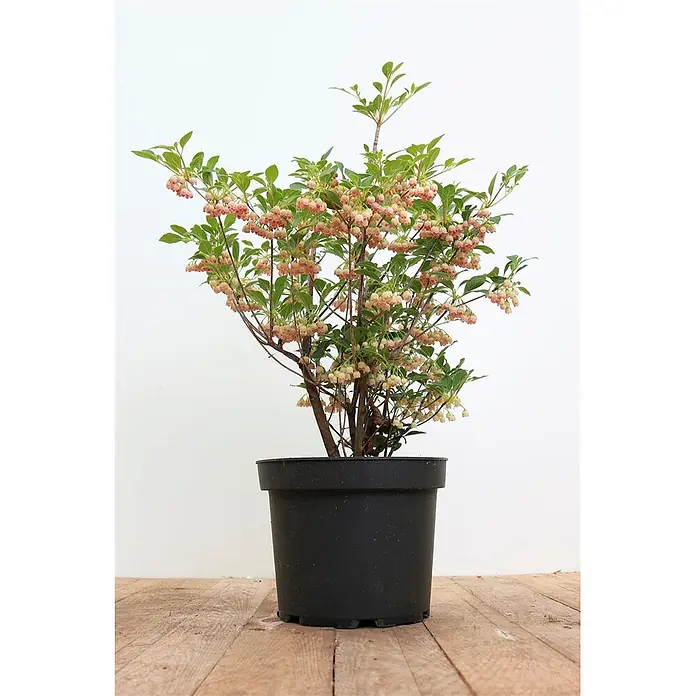 Pflanzen für dich Rhododendron 40-60 cm - Enkianthus campanulatus, Blütenfarbe: Creme - Topfpflanze mit zahlreichen hellrosa glockenförmigen Blüten und grünen Blättern in einem schwarzen Plastiktopf.