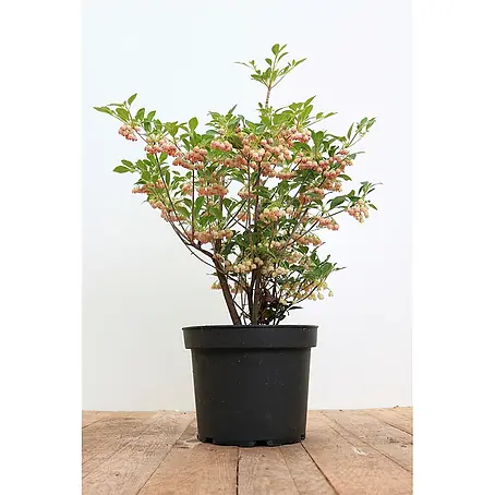 Pflanzen für dich  Rhododendron 40-60 cm