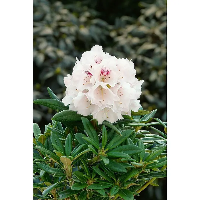 Pflanzen für dich Rhododendron 30-40 cm - Rhododendron 'Blewbury', Blütenfarbe: Lila - Traube weißer Rhododendronblüten mit rosa Sprenkeln auf einem grünen Strauch.