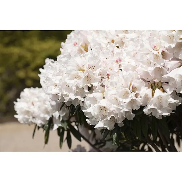 Pflanzen für dich Rhododendron 30-40 cm - Rhododendron 'Blewbury', Blütenfarbe: Lila - Nahaufnahme einer großen Blütenrispe weißer Blumen mit zarten rosa Sprenkeln und gelben Staubgefäßen.