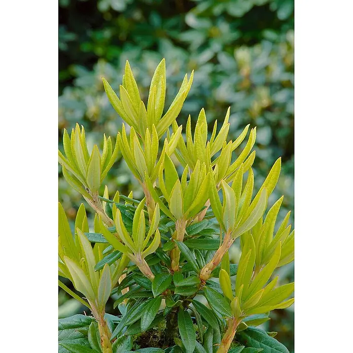 Pflanzen für dich Rhododendron 30-40 cm - Rhododendron 'Blewbury', Blütenfarbe: Lila - Helles grünes Neulaub einer Pflanze mit länglichen, spitz zulaufenden Blättern und dunkleren, älteren Blättern.