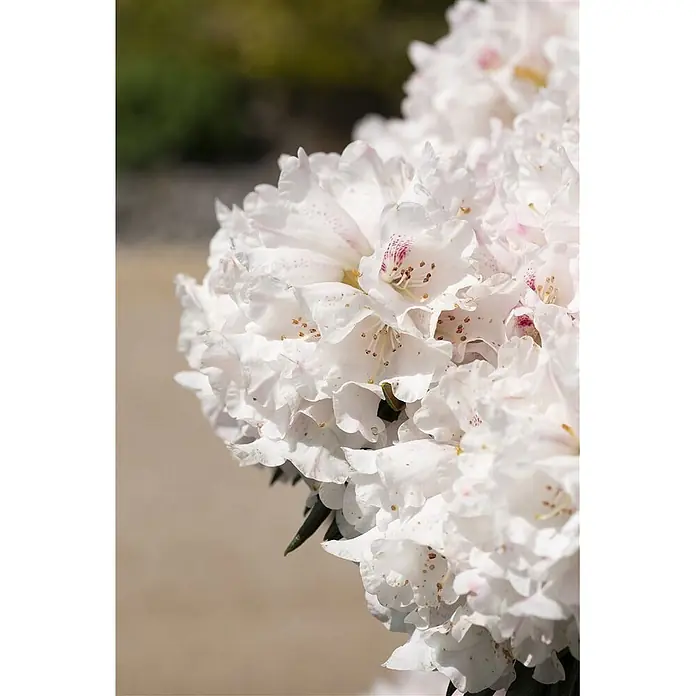 Pflanzen für dich Rhododendron 30-40 cm - Rhododendron 'Blewbury', Blütenfarbe: Lila - Nahaufnahme einer Gruppe weißer Blüten mit zarten rosa Sprenkeln und braunen Staubgefäßen im natürlichen Licht.