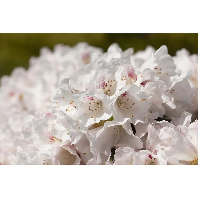 Pflanzen für dich Rhododendron 30-40 cm - Rhododendron 'Blewbury', Blütenfarbe: Lila - Gruppe weißer Rhododendronblüten mit rosa gesprenkelten Blütenblättern und auffälligen Staubblättern.