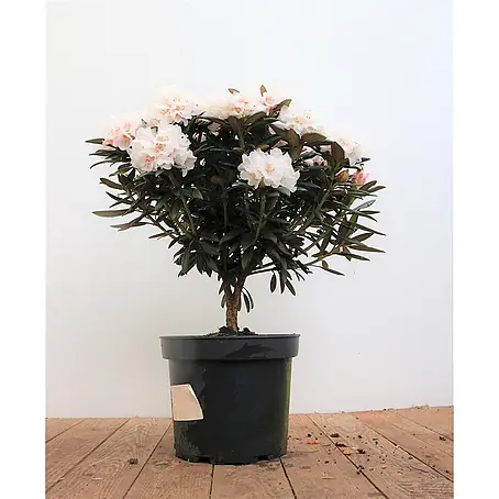 Pflanzen für dich  Rhododendron 30-40 cm