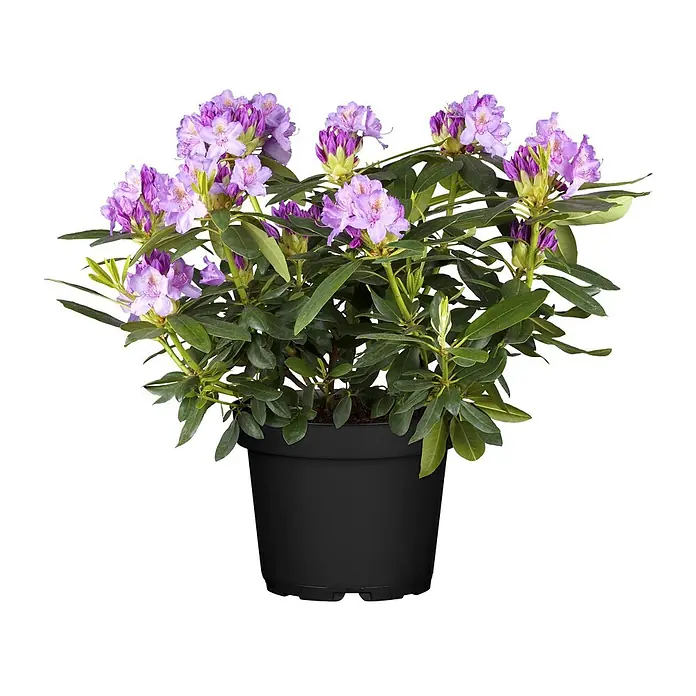 Pflanzen für dich Rhododendron 40-50 cm - Rhododendron catawbiense 'Grandiflorum', Blütenfarbe: Lila - Topf-Rhododendron mit leuchtend violetten Blüten und grünen Blättern in einem schwarzen Topf.