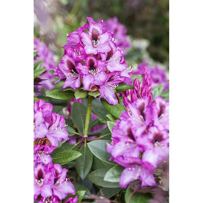 Pflanzen für dich Rhododendron 30-40 cm - Rhododendron 'Diadem', Blütenfarbe: Weiß - Leuchtend lila Rhododendronblüten mit dunklen Zentren, dicht beieinander und in voller Blüte.