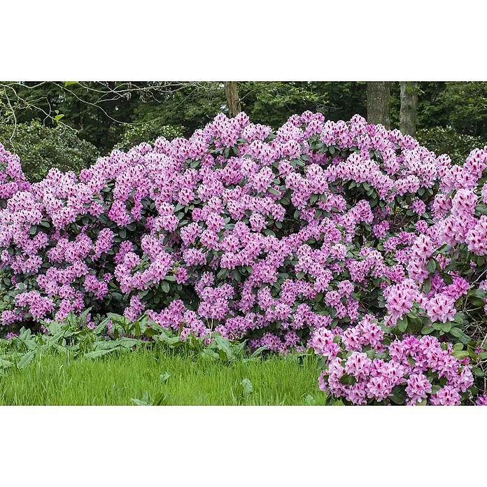 Pflanzen für dich Rhododendron 30-40 cm - Rhododendron 'Diadem', Blütenfarbe: Weiß - Ein großer Rhododendronbusch mit üppigen, leuchtend rosa-violetten Blüten und grünen Blättern.