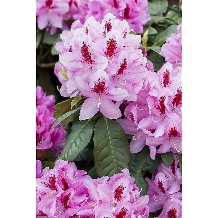 Pflanzen für dich Rhododendron 30-40 cm - Rhododendron 'Diadem', Blütenfarbe: Weiß - Rosa Rhododendronblüten mit dunkelroten gesprenkelten Zentren und grünen Blättern.