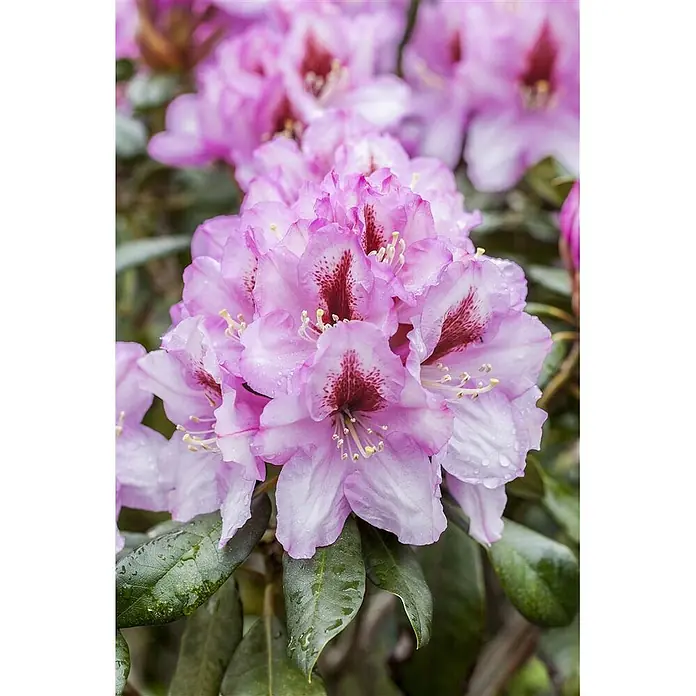 Pflanzen für dich Rhododendron 30-40 cm - Rhododendron 'Diadem', Blütenfarbe: Weiß - Rosa-violette Blüten mit dunkelroten Zentren, Wassertropfen auf Blütenblättern und grünen Blättern.
