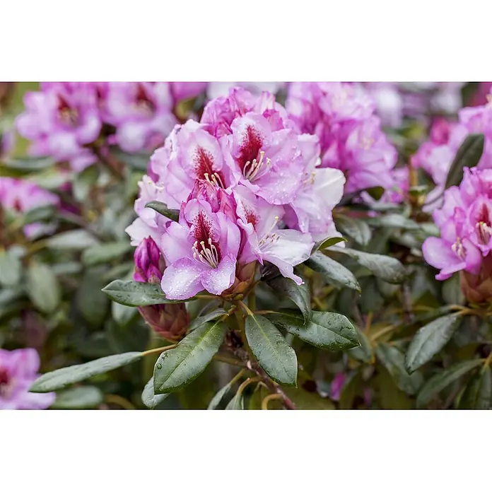 Pflanzen für dich Rhododendron 30-40 cm - Rhododendron 'Diadem', Blütenfarbe: Weiß - Nahaufnahme leuchtend pinker Rhododendronblüten mit dunkelroten Flecken und Wassertropfen auf Blütenblättern und grünen Blättern.
