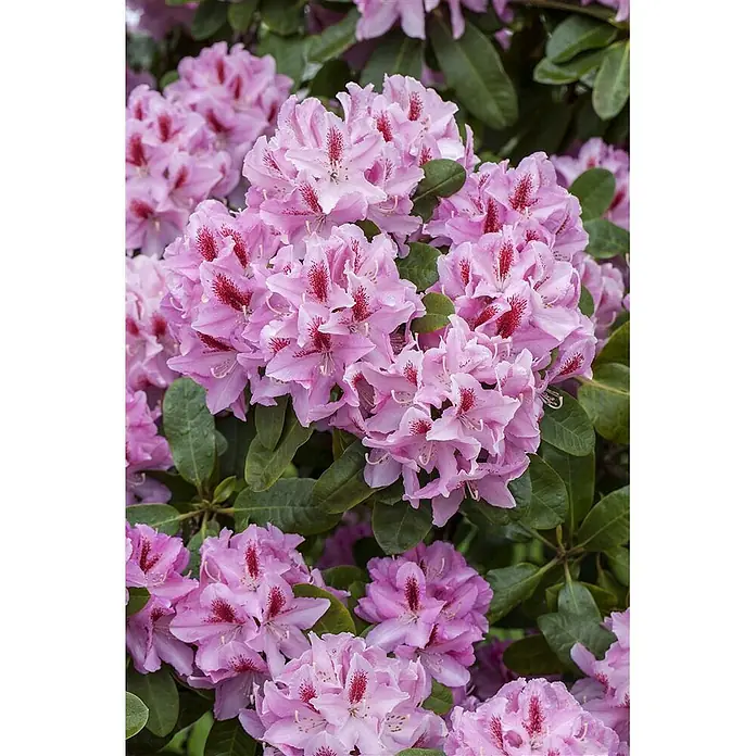 Pflanzen für dich Rhododendron 30-40 cm - Rhododendron 'Diadem', Blütenfarbe: Weiß - Üppige rosa Rhododendronblüten mit markanten roten Sprenkeln, eingebettet in grünes Laub.