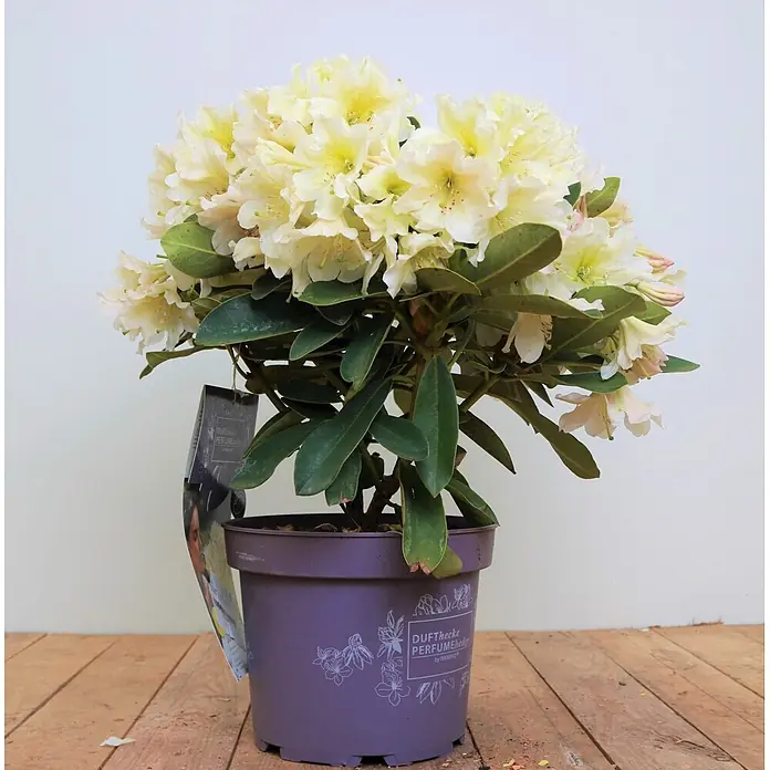 Pflanzen für dich Rhododendron 30-40 cm - Rhododendron, Blütenfarbe: Gelb - Topf-Rhododendron mit vielen hellgelben Blüten und dunkelgrünen Blättern in lila Topf mit "DUFThecke PERFUMEhedge" Aufschrift.