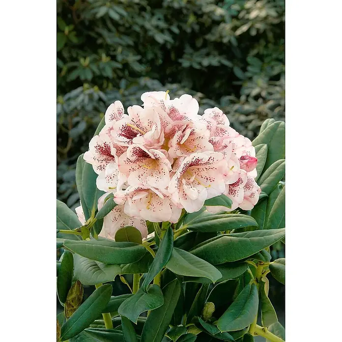 Pflanzen für dich Rhododendron 30-40 cm - Rhododendron 'Prinses Maxima', Blütenfarbe: Rosa - Ein Blütenstand hellrosa Blüten mit dunkelroten Sprenkeln, umgeben von leuchtend grünen Blättern.