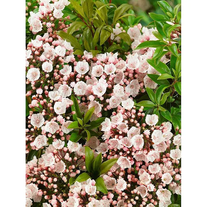 Pflanzen für dich Rhododendron 20-30 cm - Kalmia latifolia 'Elf', Blütenfarbe: Weiß - Zahlreiche zarte rosa-weiße glockenförmige Blüten mit rötlichen Zentren, umgeben von glänzenden grünen Blättern.