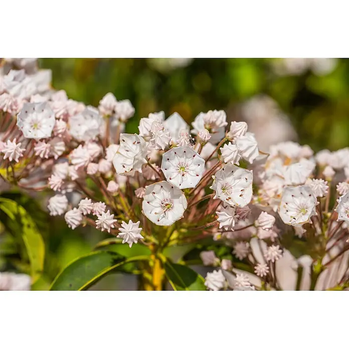 Pflanzen für dich Rhododendron 20-30 cm - Kalmia latifolia 'Elf', Blütenfarbe: Weiß - Gruppe zarter hellrosa und weißer Berglorbeerblüten mit roten Punkten, blühend an einem grünen Zweig.