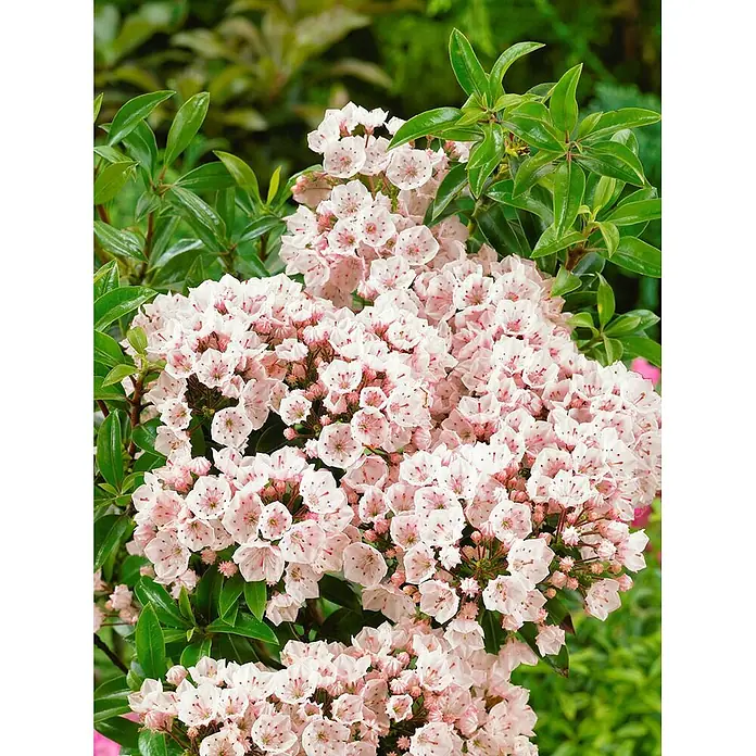 Pflanzen für dich Rhododendron 20-30 cm - Kalmia latifolia 'Elf', Blütenfarbe: Weiß - Nahaufnahme einer blühenden Pflanze mit Büscheln hellrosa, glockenförmiger Blüten und glänzenden grünen Blättern.