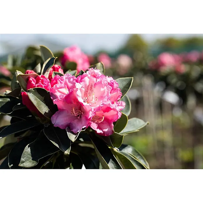 Pflanzen für dich Rhododendron 80 cm - Rhododendron yakushimanum 'Heinje's Zauberflöte', Blütenfarbe: Weiß - Leuchtend pinke Rhododendronblüten mit grünen Blättern, einige offen, andere als Knospen, blühen im Garten.