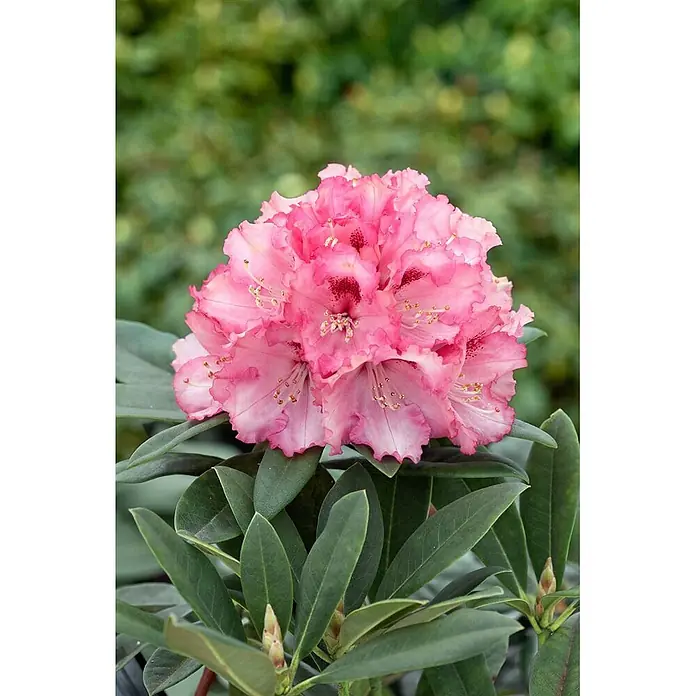Pflanzen für dich Rhododendron 80 cm - Rhododendron yakushimanum 'Heinje's Zauberflöte', Blütenfarbe: Weiß - Lebhaft pinke Rhododendronblüte mit gekräuselten Blütenblättern und dunkelroten Flecken, umgeben von grünen Blättern.