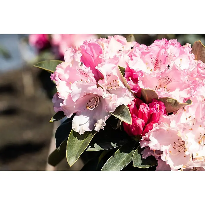 Pflanzen für dich Rhododendron 80 cm - Rhododendron yakushimanum 'Heinje's Zauberflöte', Blütenfarbe: Weiß - Rosa Rhododendronblüten in voller Blüte, mit grünen Blättern und einigen kleinen Insekten.