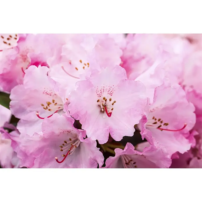 Pflanzen für dich Rhododendron 80 cm - Rhododendron yakushimanum 'Heinje's Zauberflöte', Blütenfarbe: Weiß - Lebhaft rosa Rhododendronblüten mit gekräuselten Blütenblättern, goldbesetzten Staubblättern und roten Stempeln, die einen schönen Blütenstand bilden.