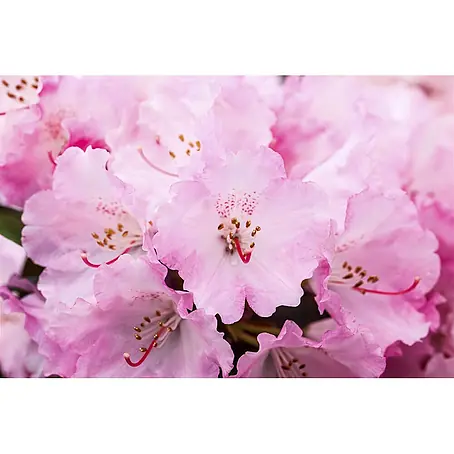Pflanzen für dich  Rhododendron 80 cm