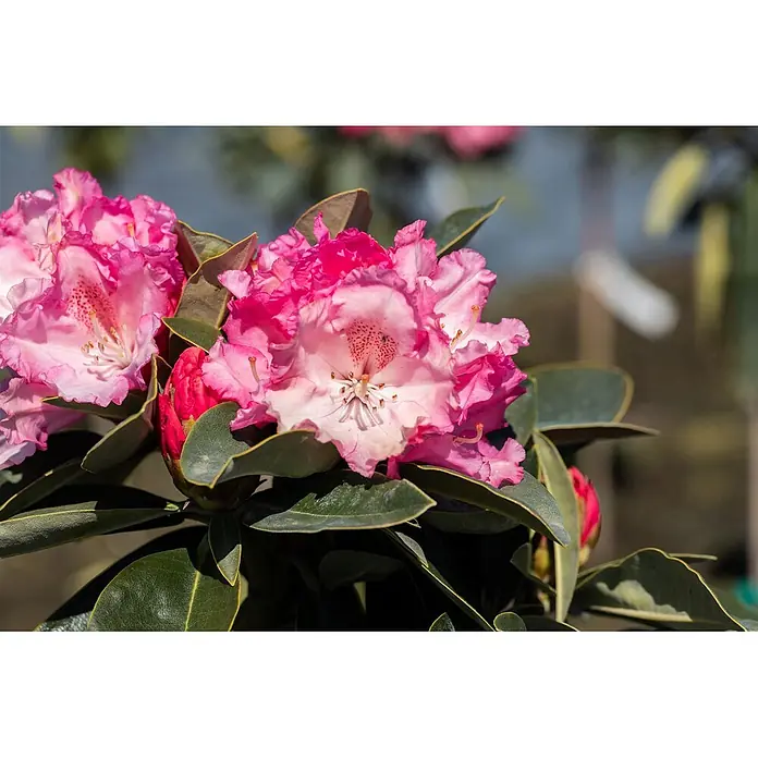 Pflanzen für dich Rhododendron 80 cm - Rhododendron yakushimanum 'Heinje's Zauberflöte', Blütenfarbe: Weiß - Nahaufnahme von leuchtend rosa Rhododendronblüten mit grünen Blättern.