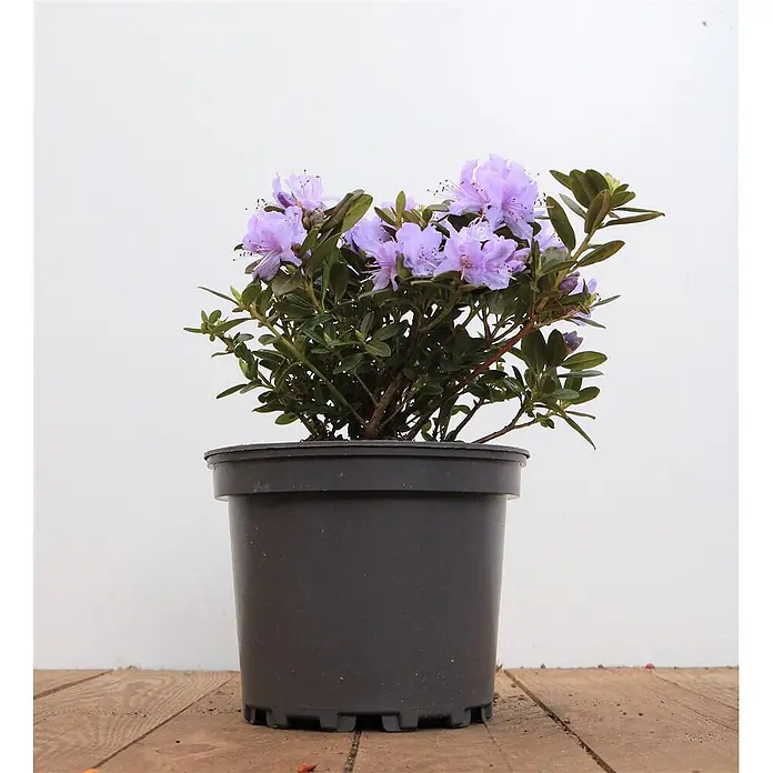Pflanzen für dich Rhododendron 10-15 cm - Rhododendron russatum 'Purple Pillow', Blütenfarbe: Violett - Topfpflanze mit leuchtend violetten Blüten und grünen Blättern in einem schwarzen Behälter.