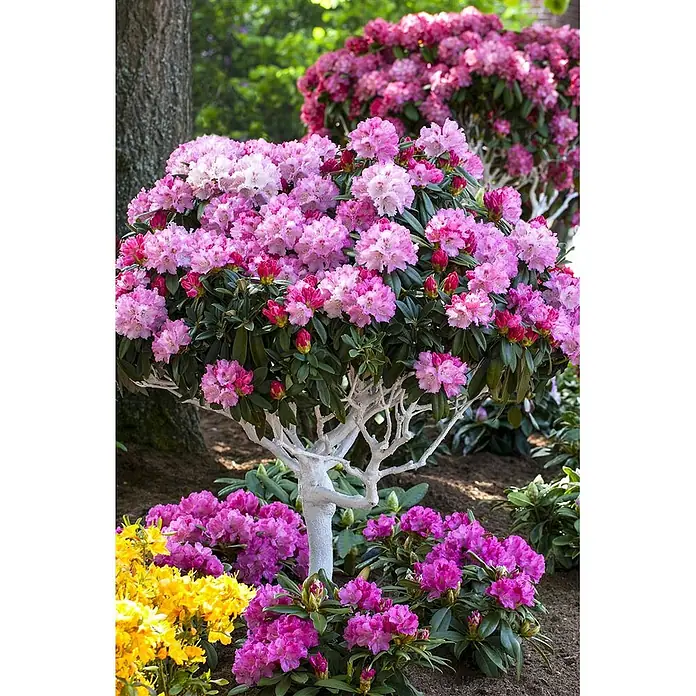 Pflanzen für dich Rhododendron 40-50 cm - Rhododendron yakushimanum 'Arabella', Blütenfarbe: Rosa - Ein pinker Rhododendron in Hochstammform mit weiß gestrichenem Stamm, üppig blühend in einem Garten.