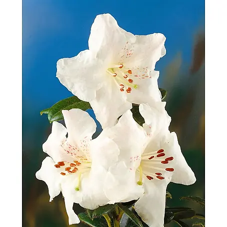 Pflanzen für dich  Rhododendron 50-60 cm