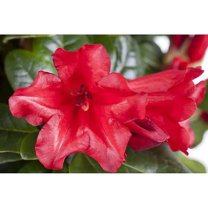 Pflanzen für dich Zwergrhododendron 15-20 cm - Rhododendron repens 'Scarlet Wonder', Rot - Leuchtend rote Blüte mit dunklen Staubgefäßen, umgeben von grünen Blättern.