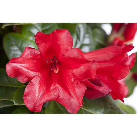 Pflanzen für dich  Zwergrhododendron 15-20 cm