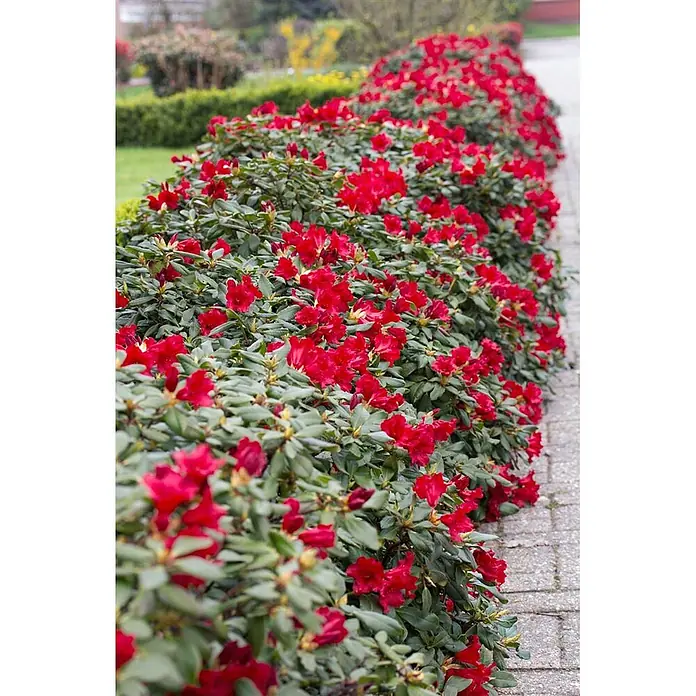 Pflanzen für dich Zwergrhododendron 30-40 cm - Rhododendron repens 'Baden Baden', Rot - Leuchtend rote Rhododendren blühen entlang eines grauen Stein-Gartenwegs.