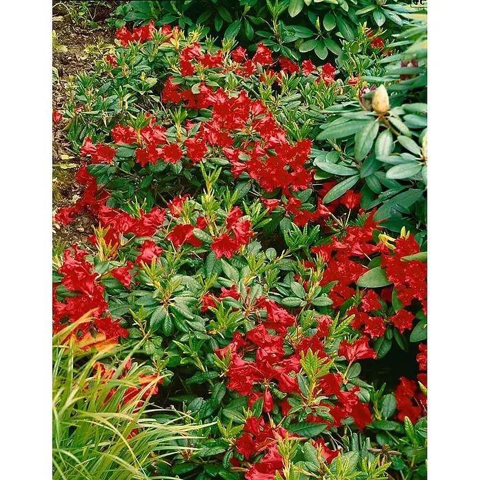 Pflanzen für dich Zwergrhododendron 30-40 cm - Rhododendron repens 'Baden Baden', Rot - Roter Rhododendronbusch in voller Blüte mit leuchtend roten Blüten und grünen Blättern.