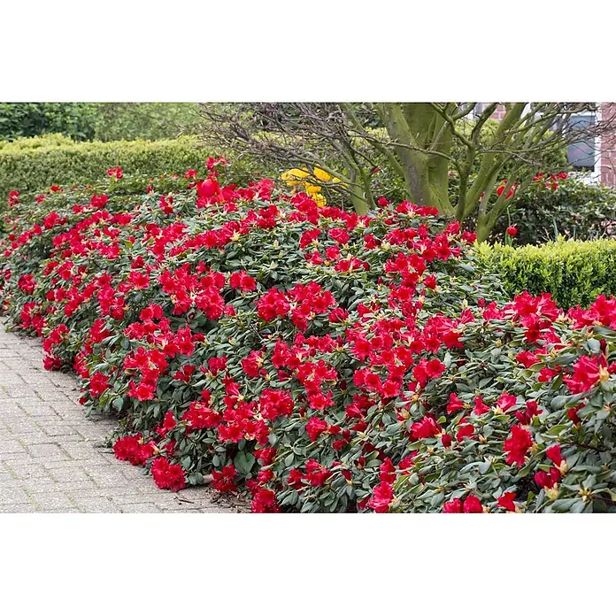 Pflanzen für dich Zwergrhododendron 30-40 cm - Rhododendron repens 'Baden Baden', Rot - Üppige rote Rhododendronbüsche mit leuchtend grünen Blättern säumen dicht einen gepflasterten Gartenweg.