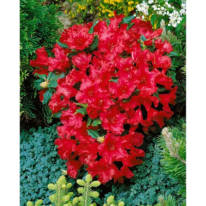 Pflanzen für dich Zwergrhododendron 30-40 cm - Rhododendron repens 'Baden Baden', Rot - Lebendiger roter Rhododendronstrauch mit zahlreichen großen, gekräuselten Blüten.