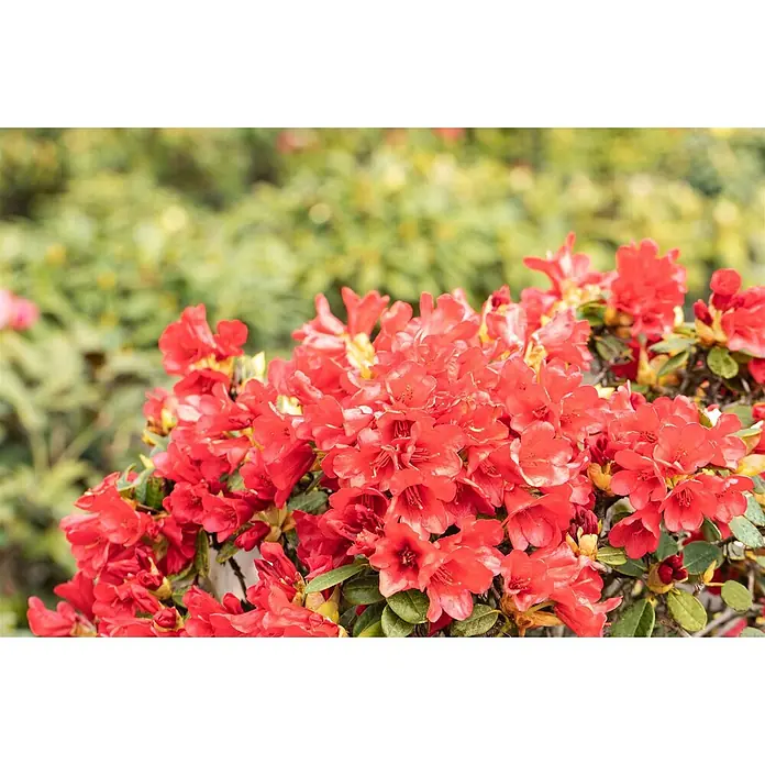 Pflanzen für dich Zwergrhododendron 30-40 cm - Rhododendron repens 'Baden Baden', Rot - Leuchtend rote Blüten, die in einem üppigen Büschel auf einem Strauch blühen.